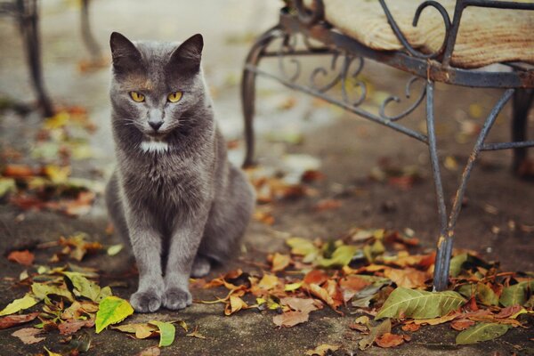 Cat in autumn, cat near the bench, cat in the leaves