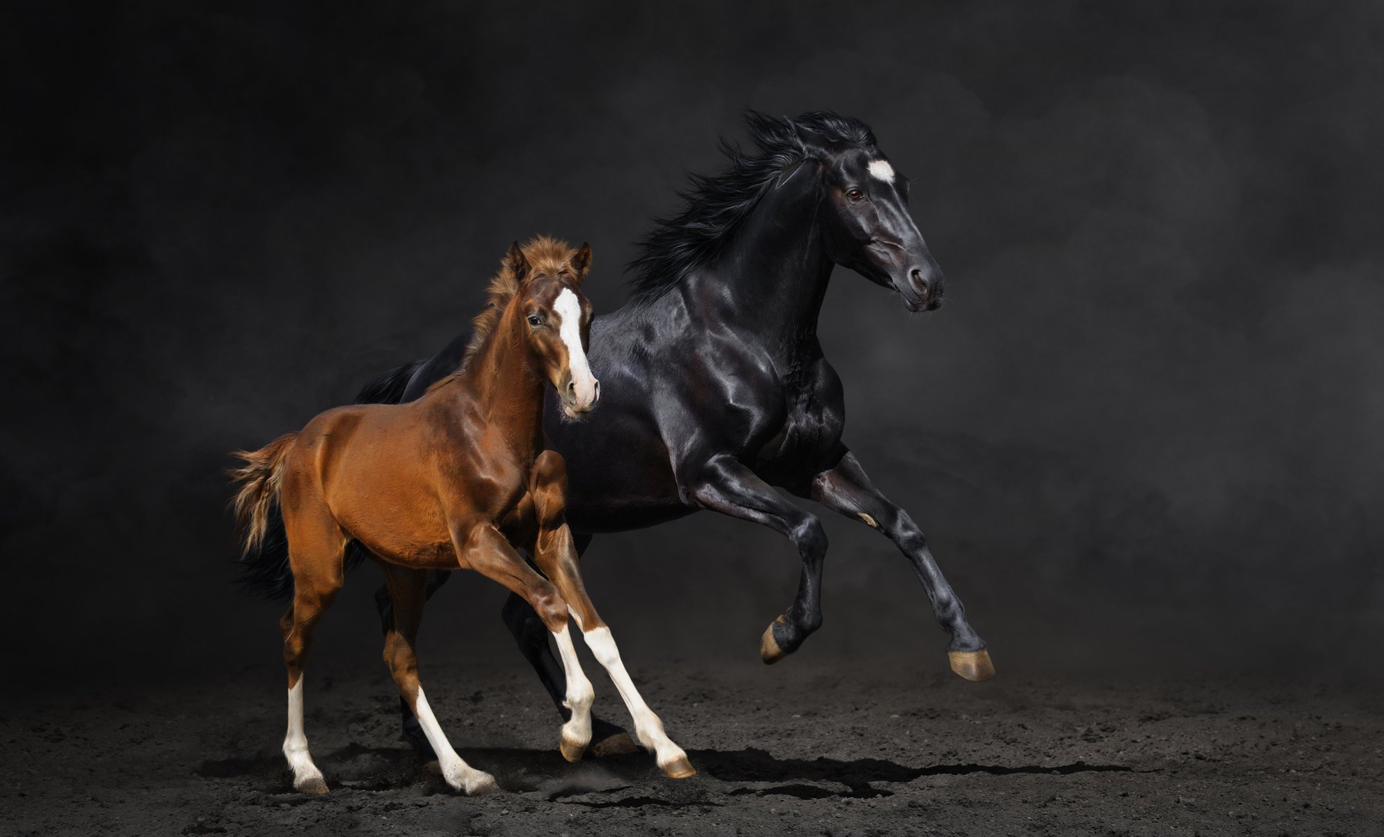 horse pair foal running dust