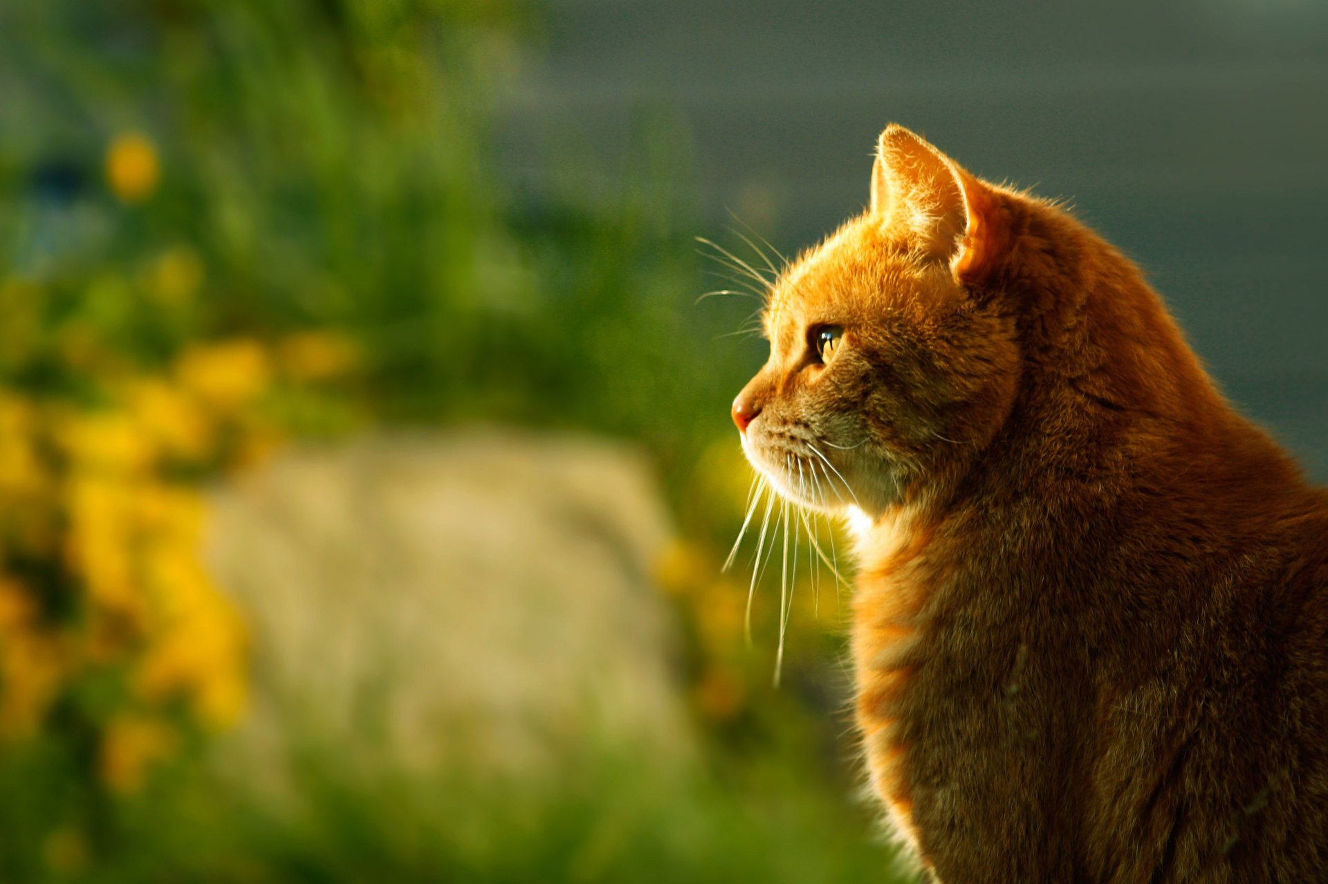 gatto seduta luce profilo rossa sfocatura