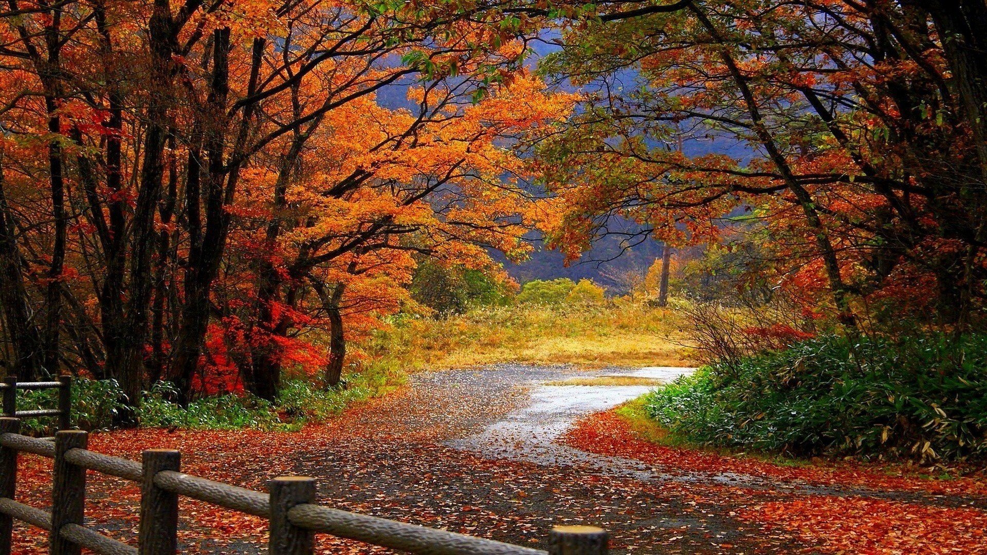 fence autumn trees the fence leaves road forest