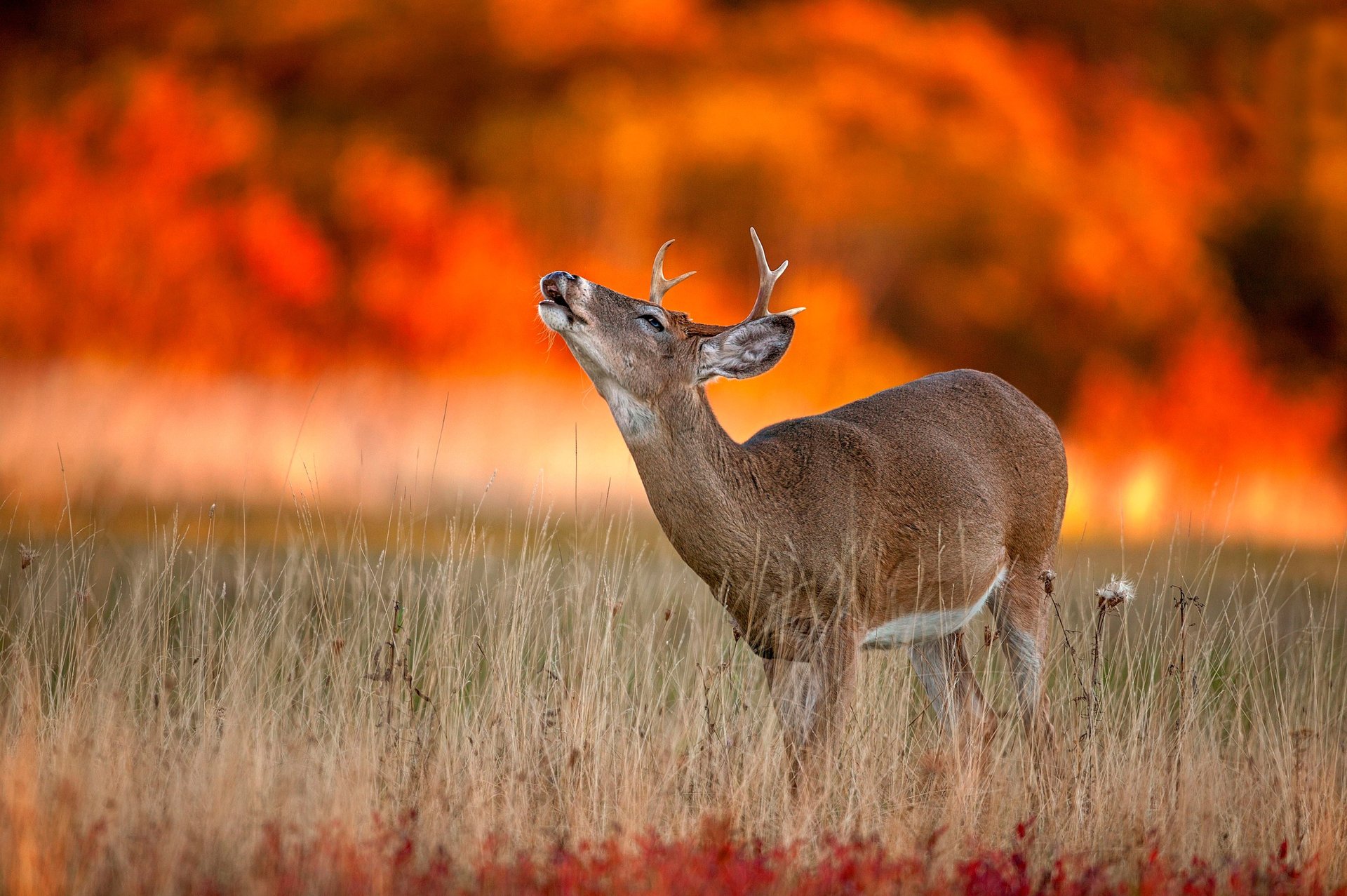 autumn fire hirsch tierwelt herbst