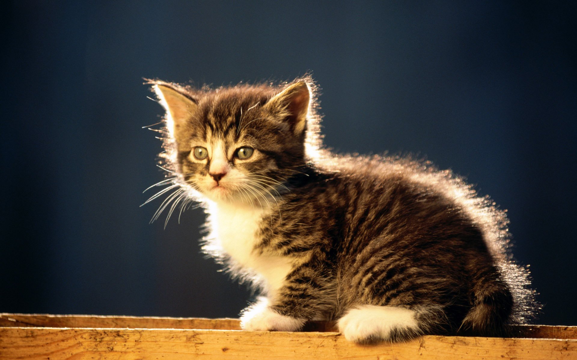 katze sitzend gestreift katze