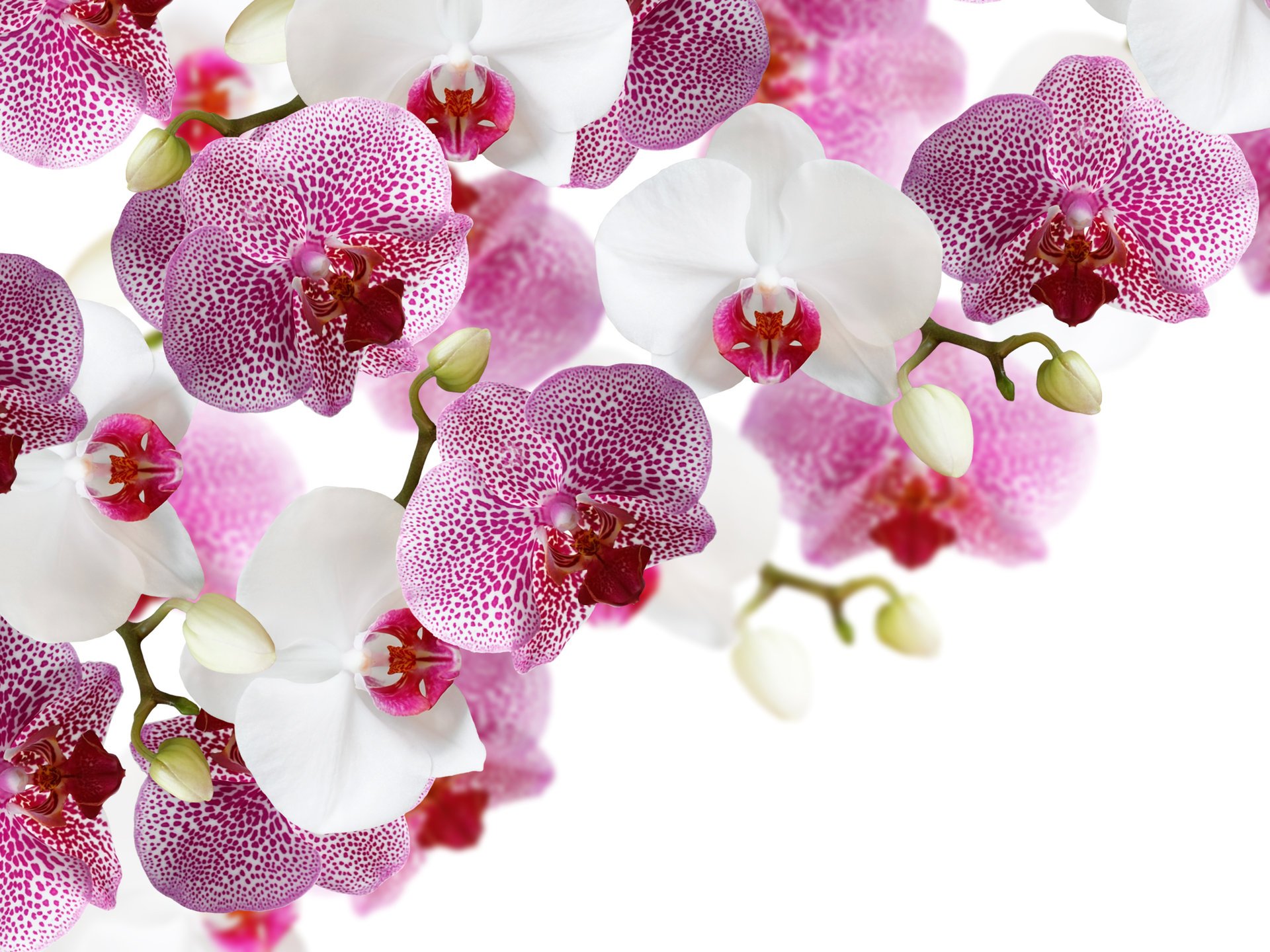 flowers orchids white background