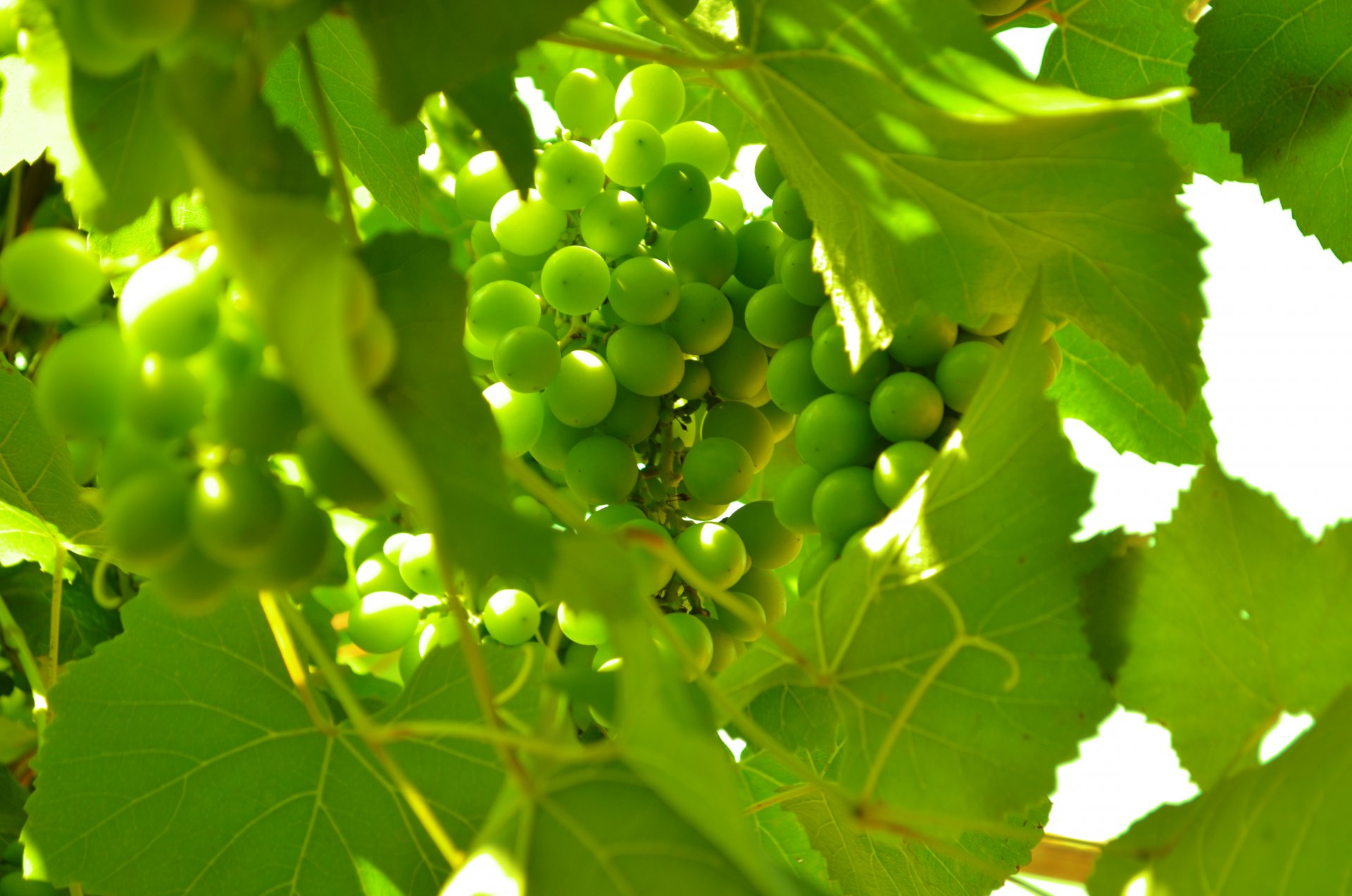 fruits grapes green