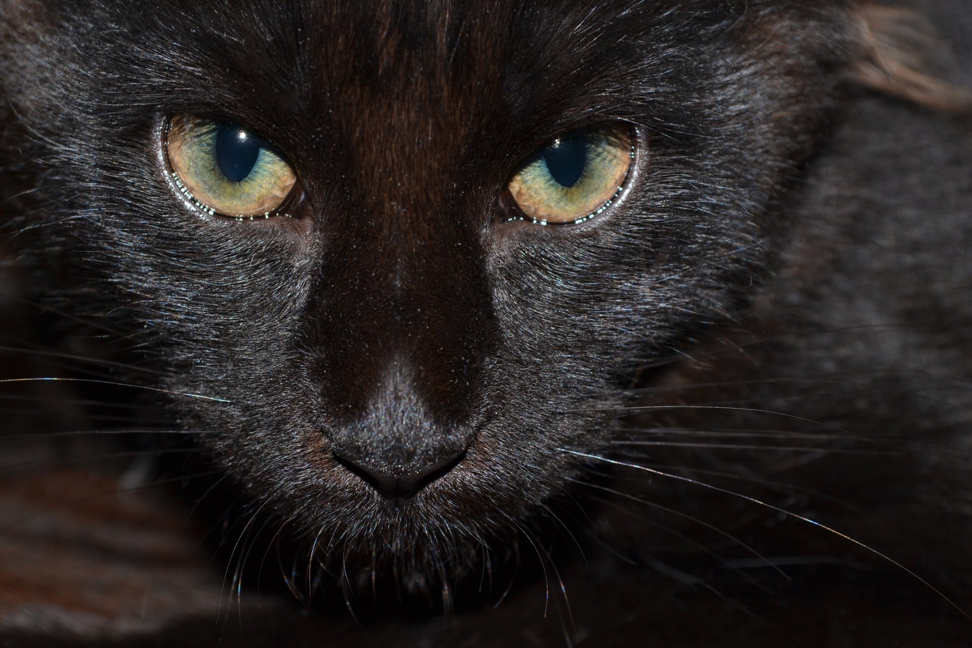 schwarz katze augen blick haustier maine coon