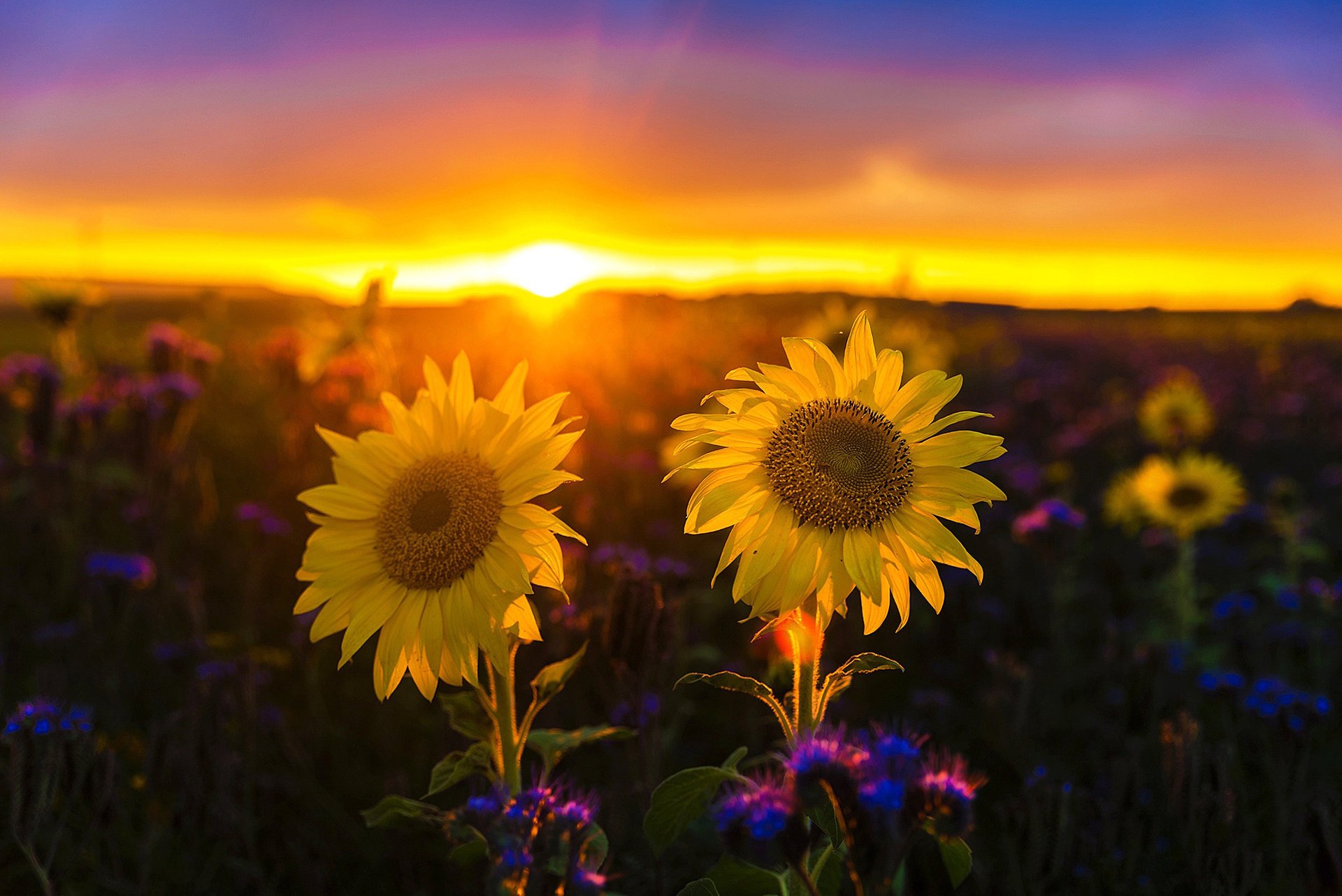 nature paysage champ tournesols coucher de soleil