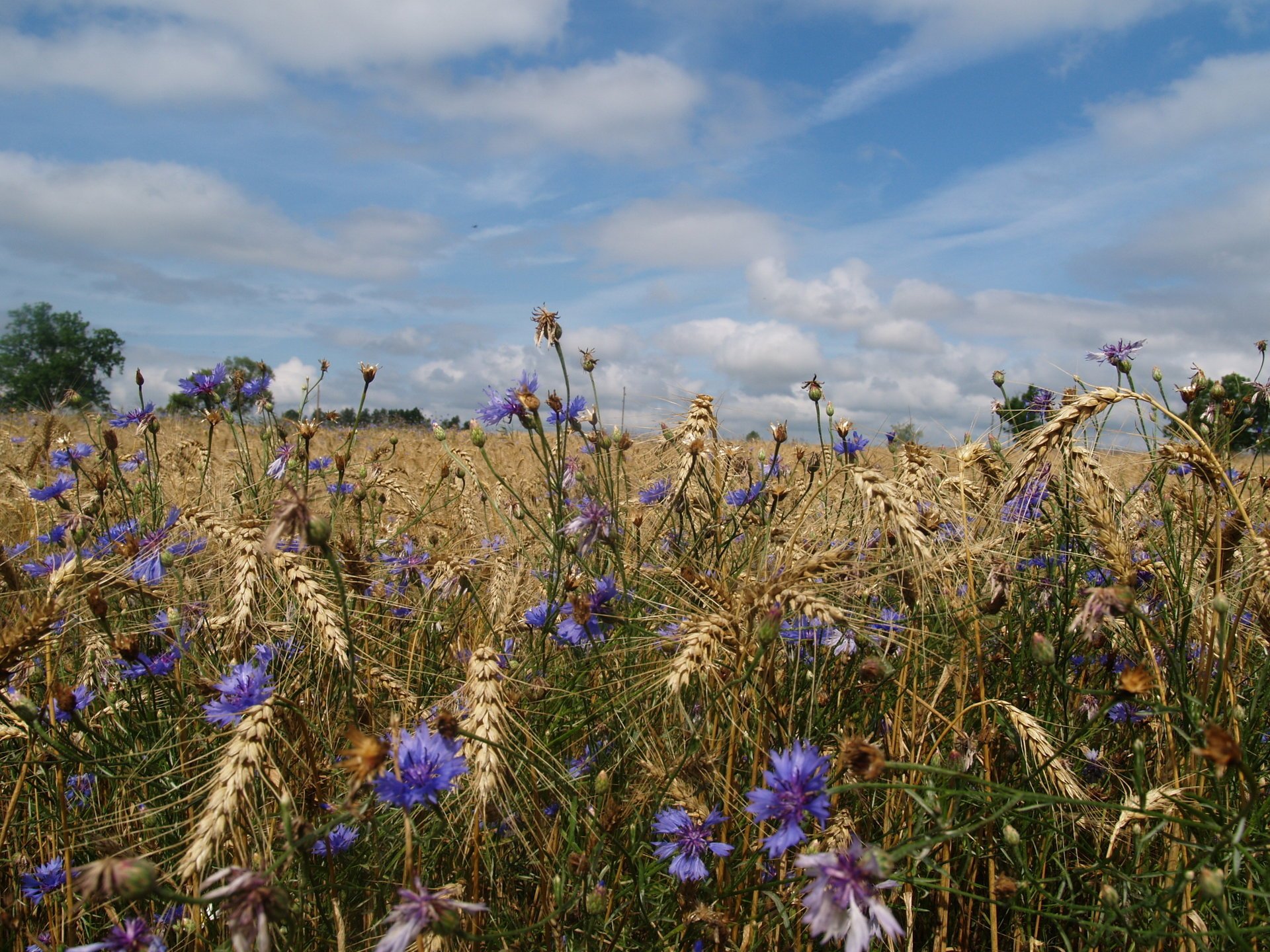 flowers field wheat summer