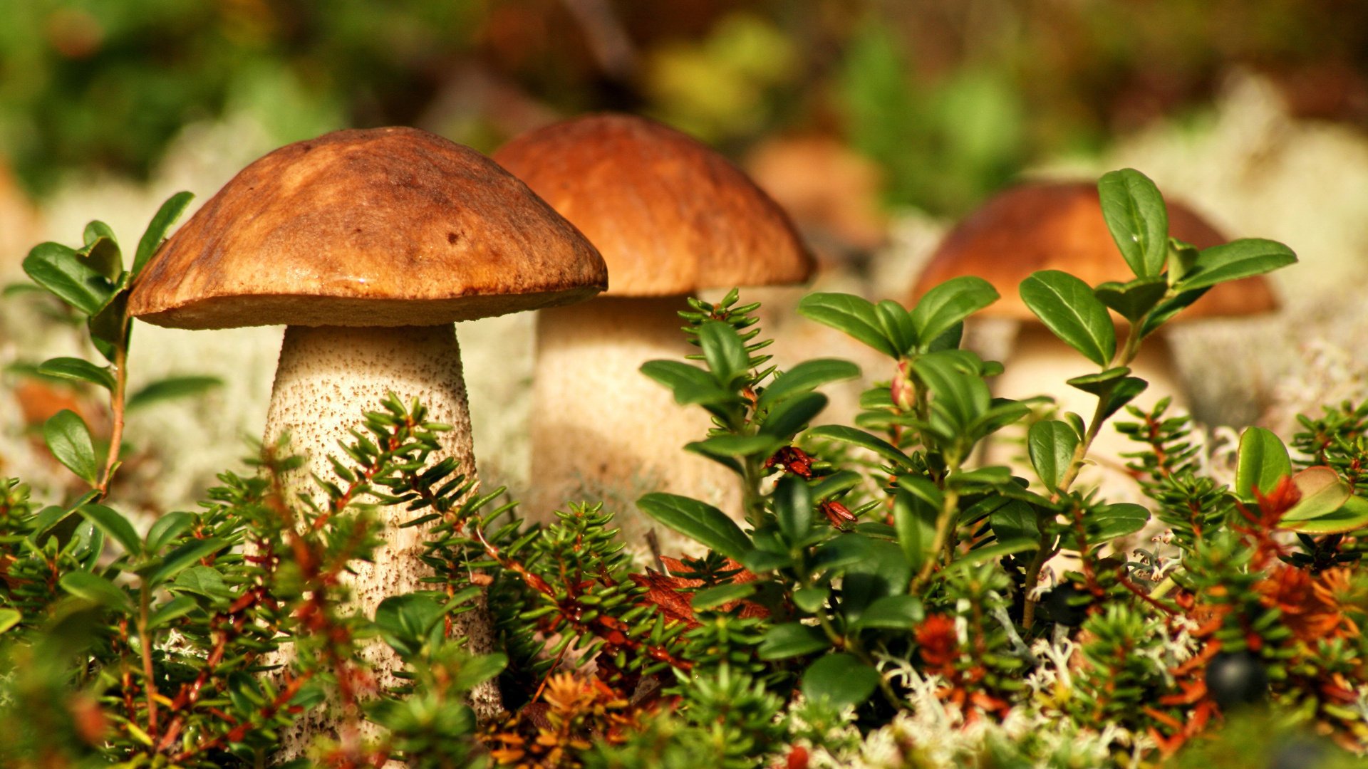 champignons forêt gros plan