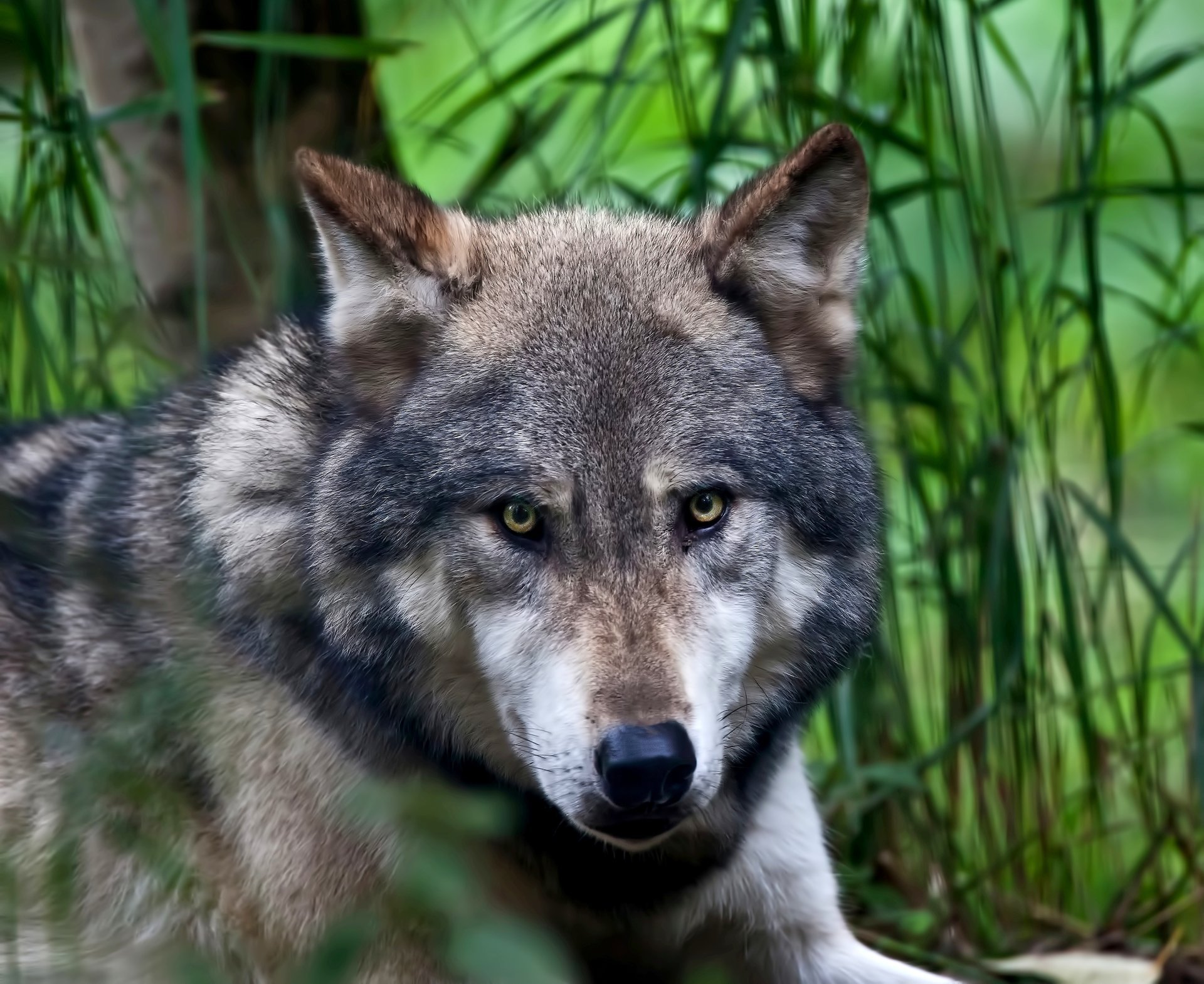 wilk spojrzenie natura oczy tło pysk drapieżnik