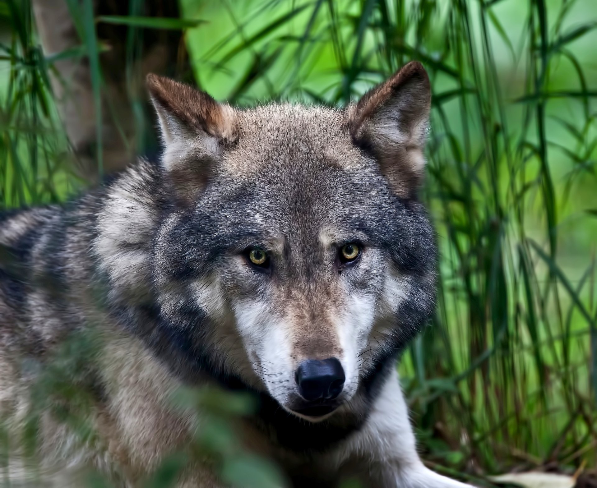 Хищный взгляд волка на природе - обои на телефон
