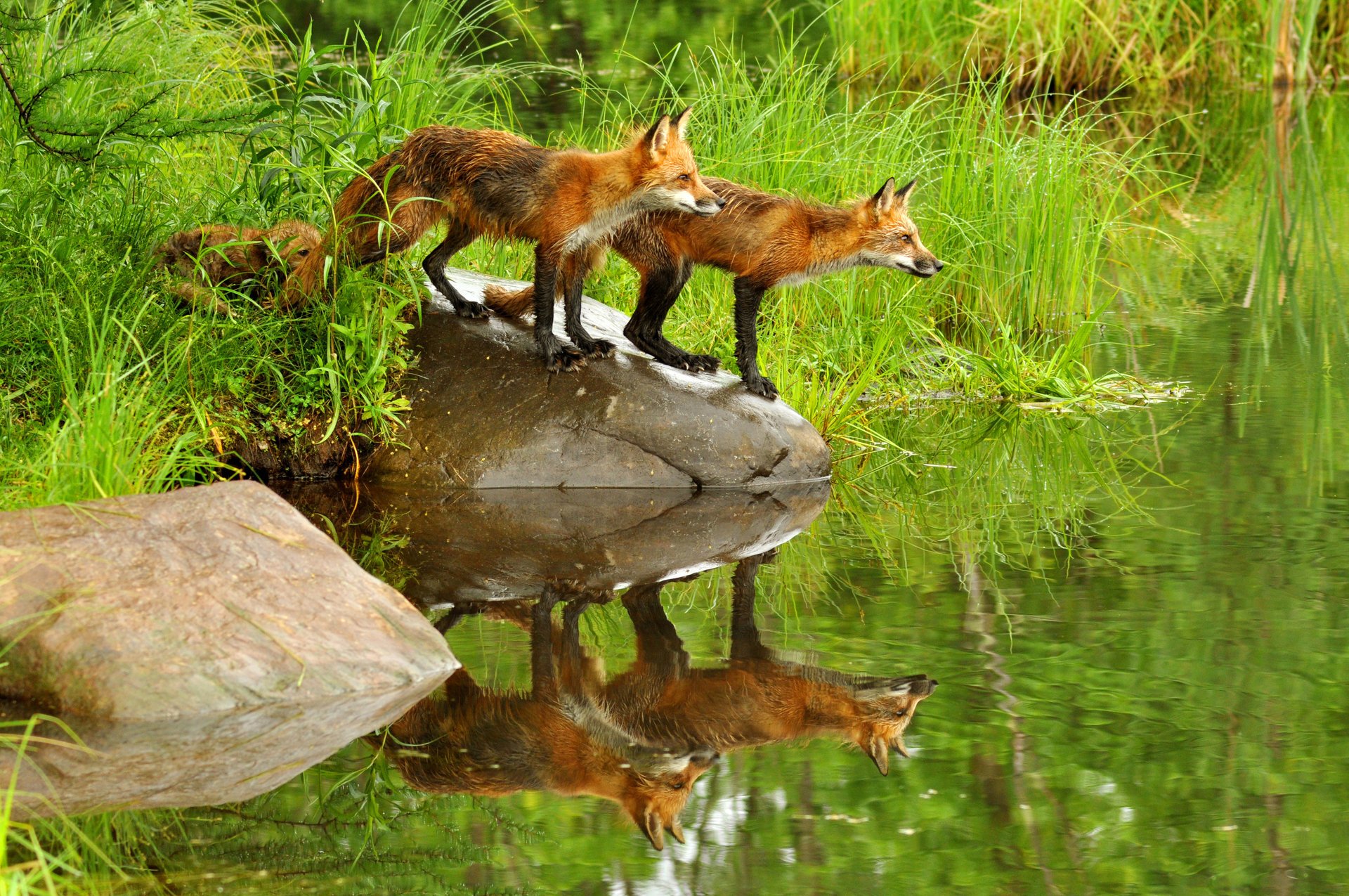 füchse rot natur gras