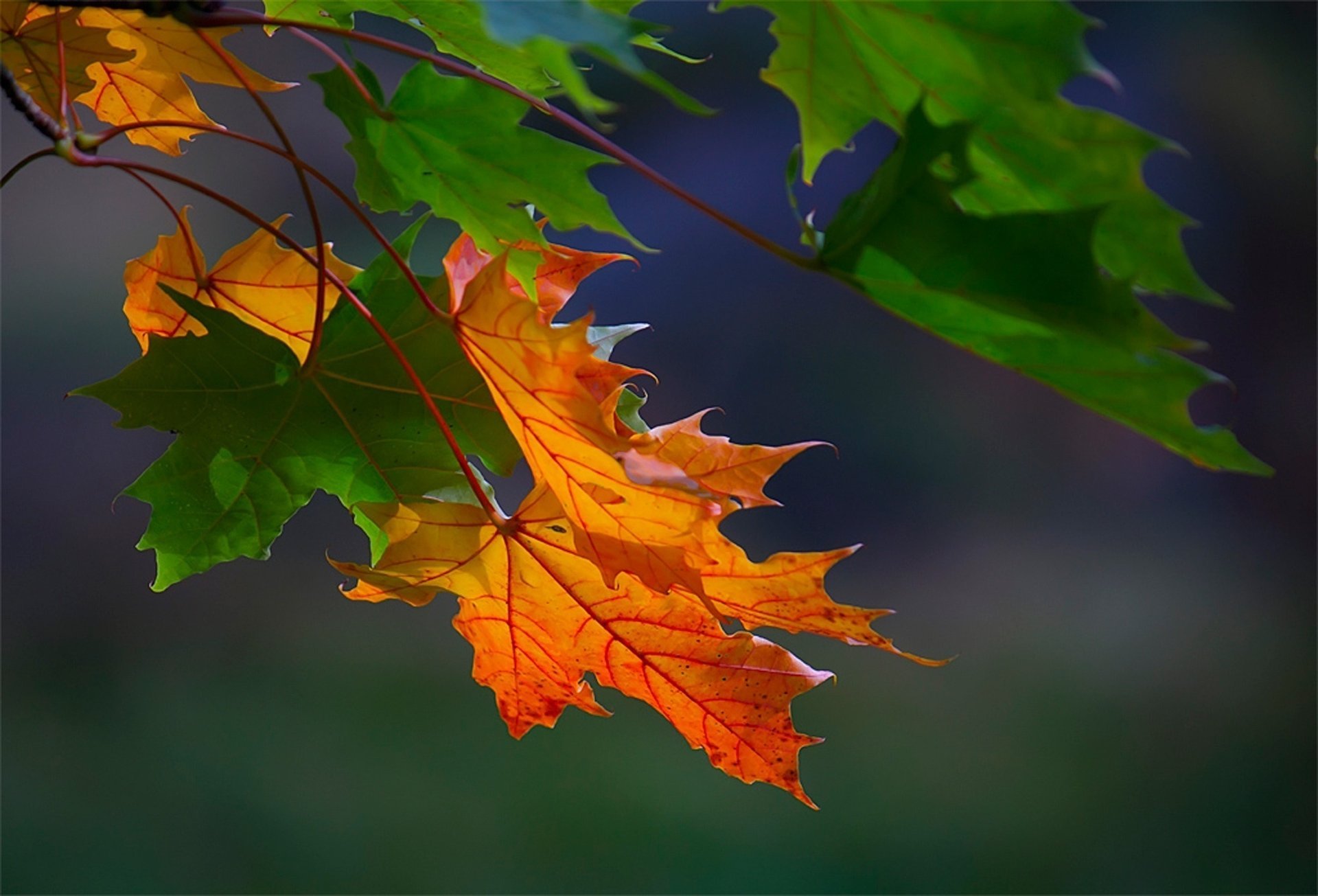 leaves macro maple autumn