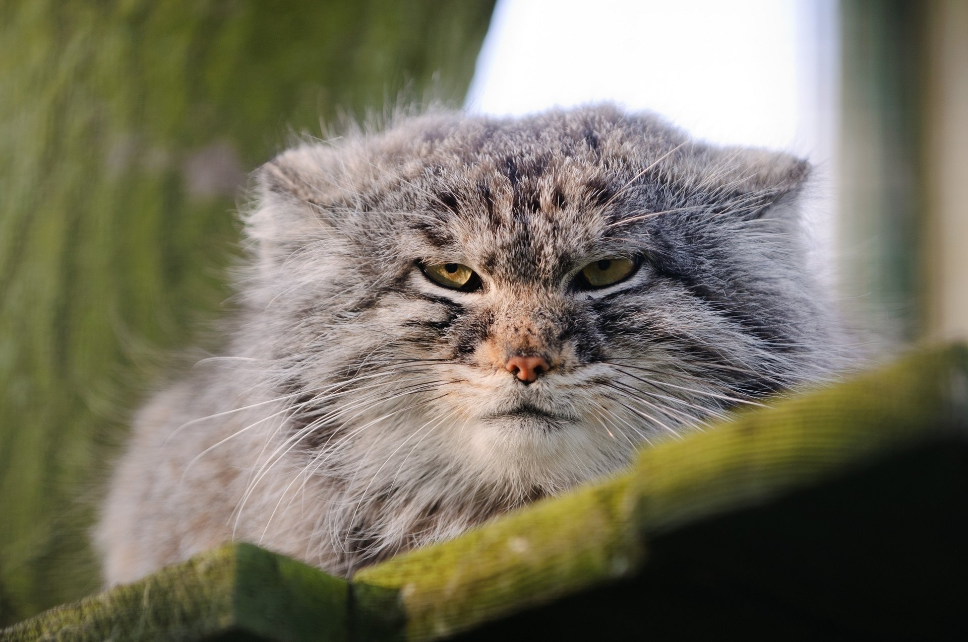 the pallas cat face wild cat manul