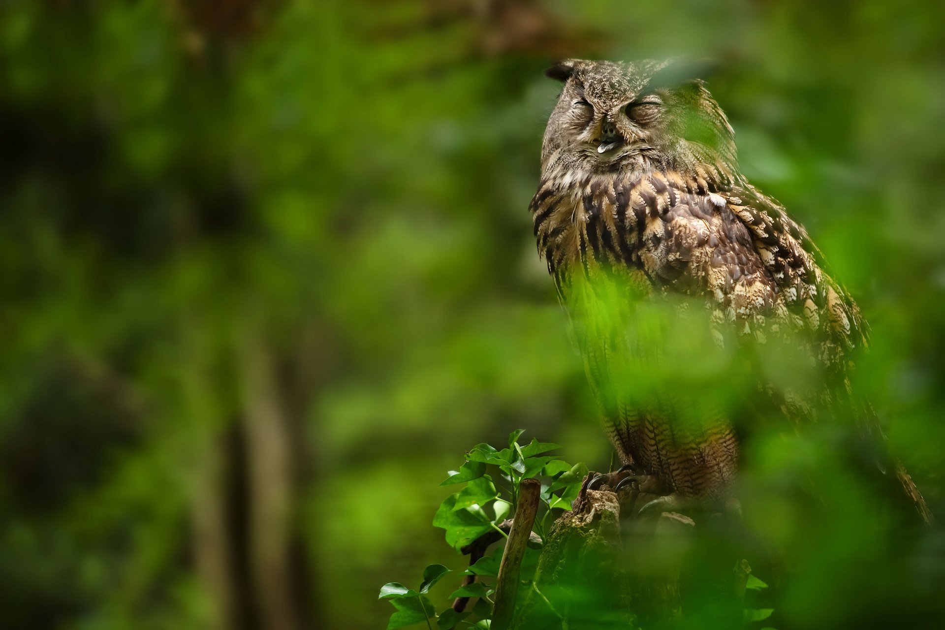 owl stump leaves bird branche