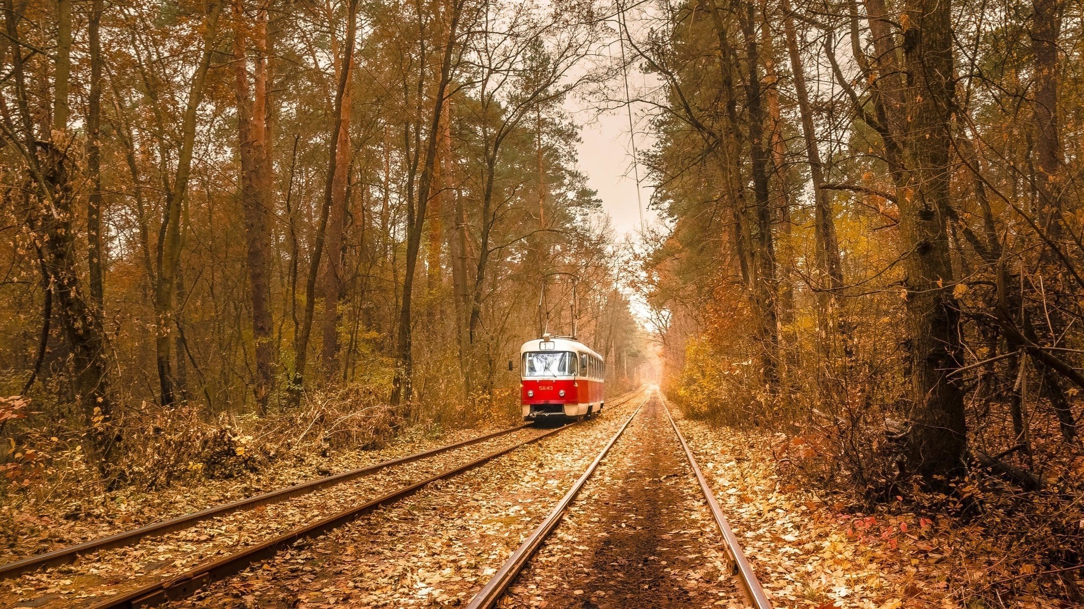 tranvía otoño bosque rieles