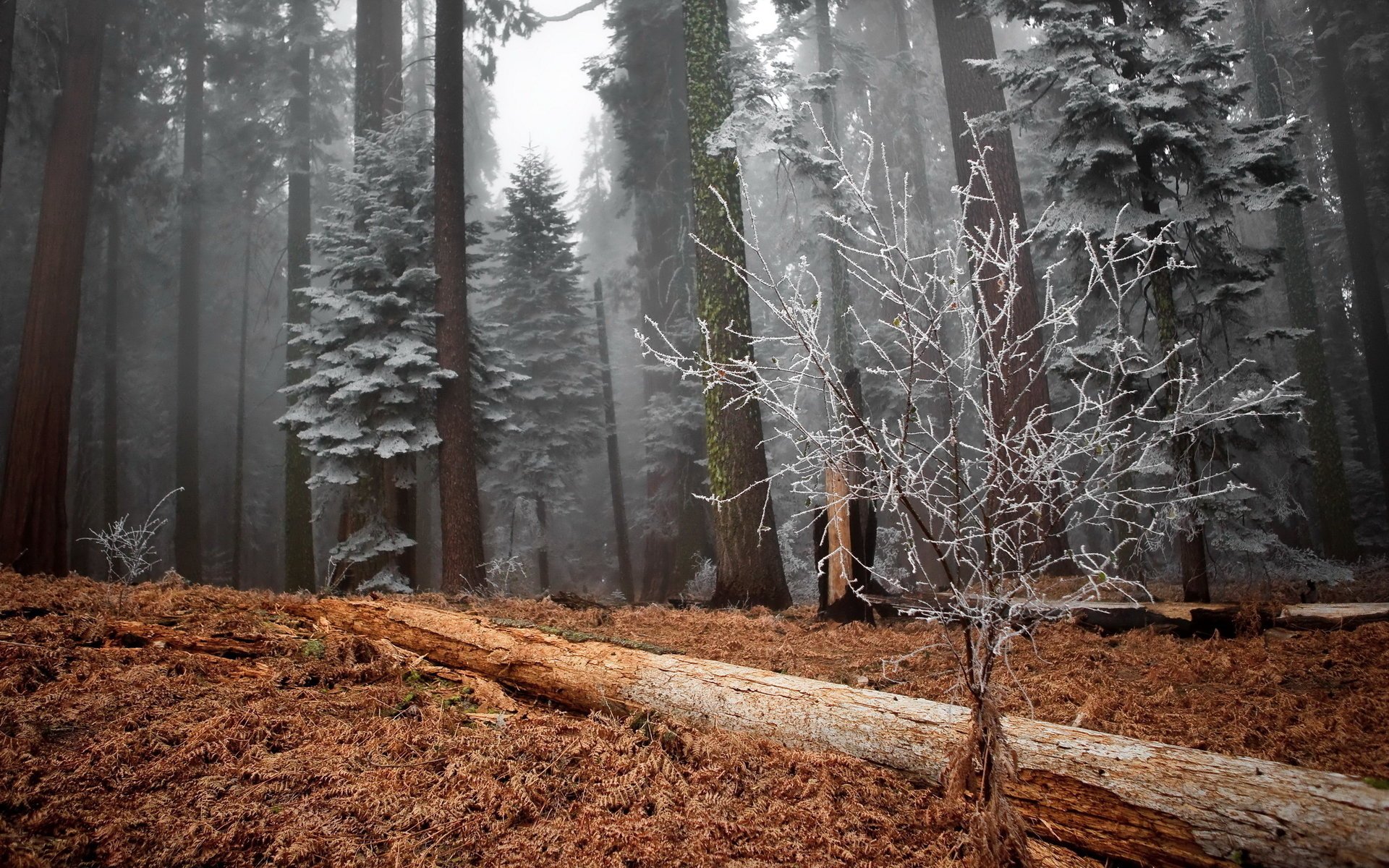 arbres forêt hiver givre