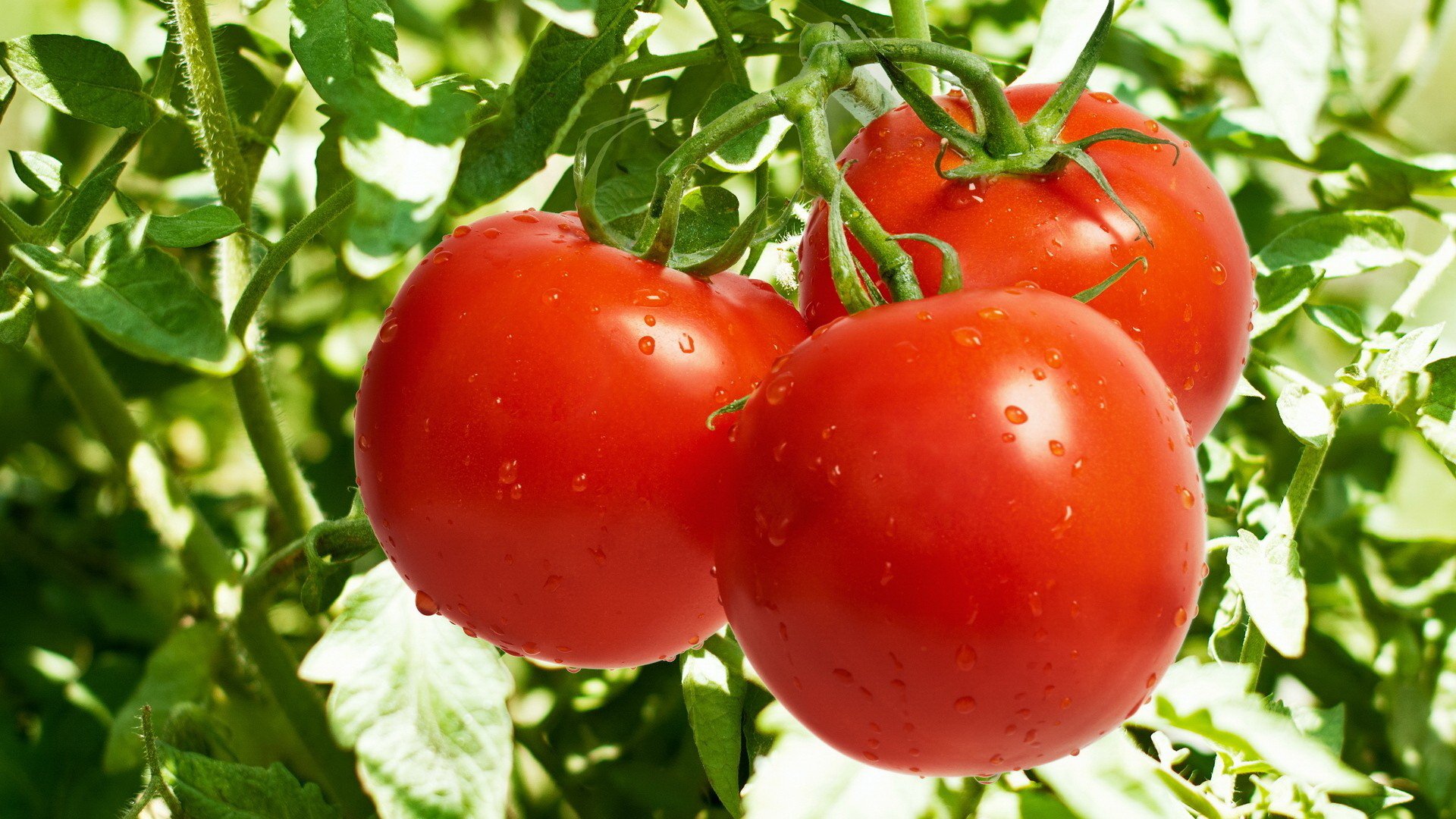 tomaten gemüse rot tomaten bett stängel blätter tropfen