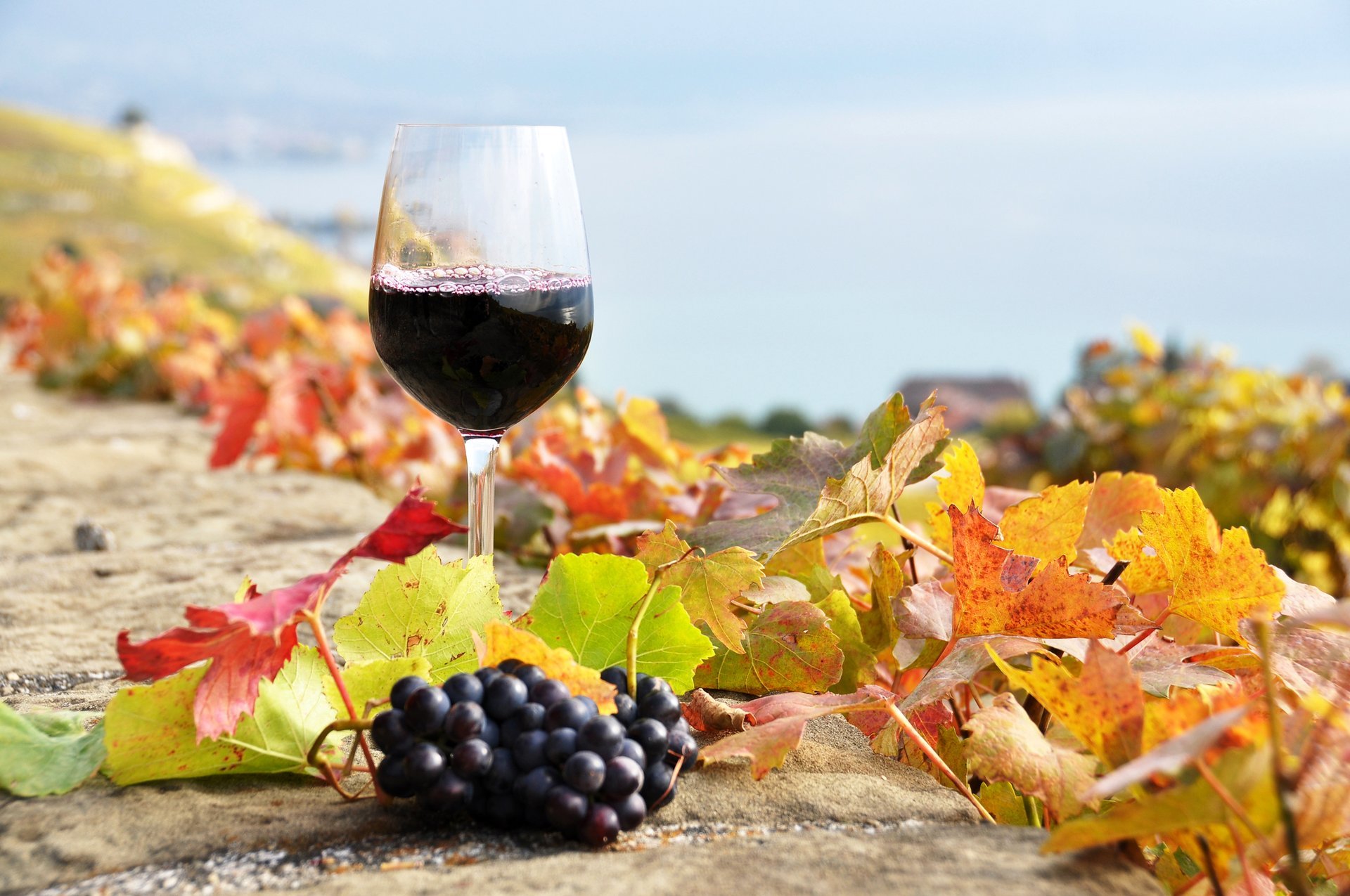 vino rosso vigneti bicchiere uva foglie autunno