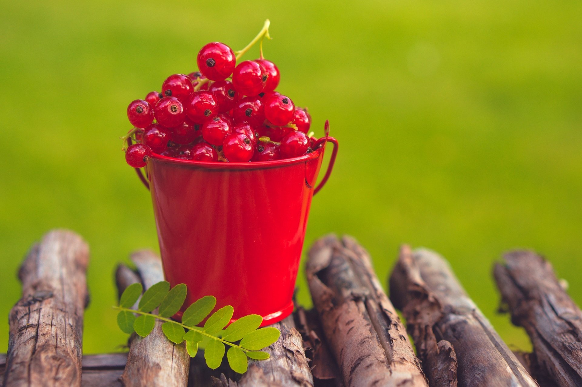 currants red berries summer