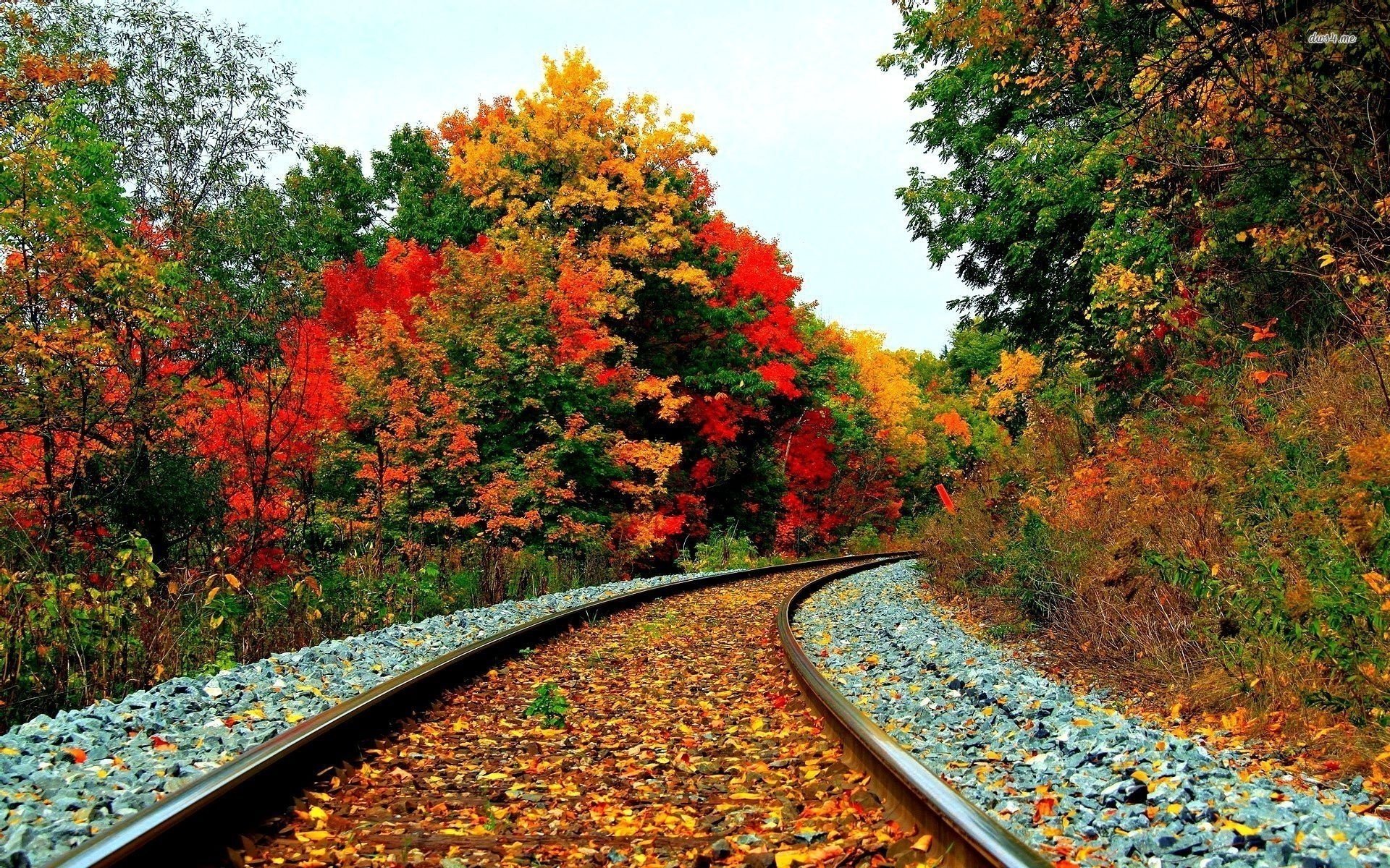 ferrocarril bosque otoño