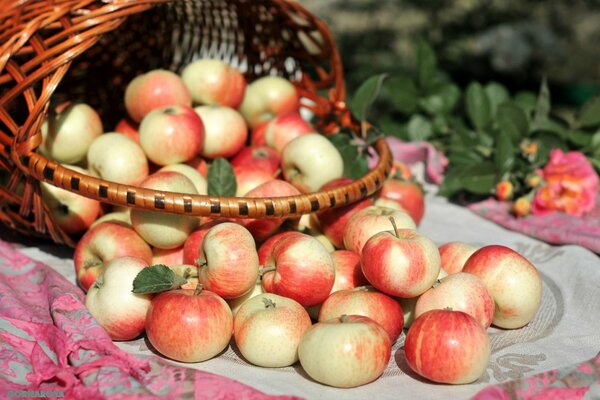 Panier de pommes sur un plaid rose