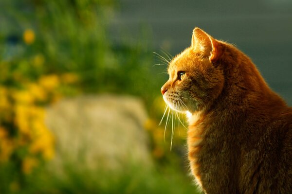 Czerwony kot oświetlony światłem na tle rozmycia
