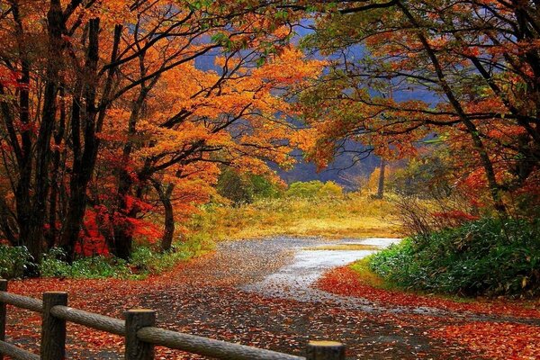 Лесную дорогу осень раскрасила яркими красками