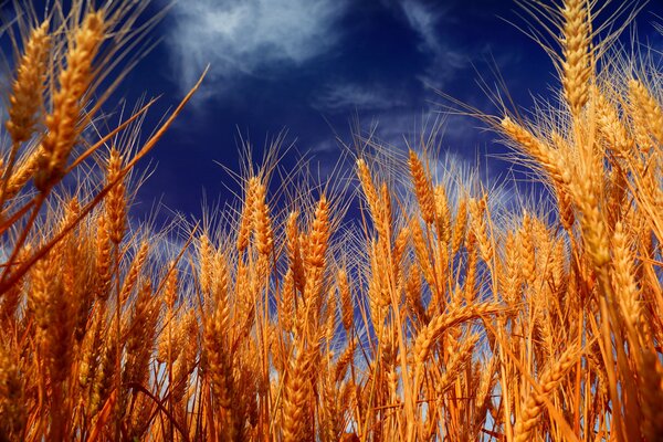 Spighe di grano Mature su uno sfondo di cielo blu