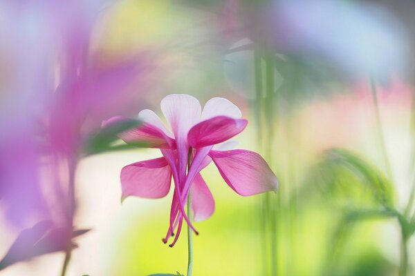 Aquilegia fleurs blanc-rose fleur