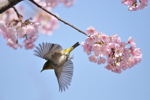 Rami di ciliegio in fiore. Volo dell uccello