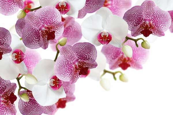 Púrpura con orquídeas blancas sobre fondo blanco