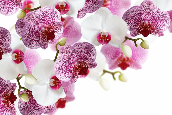 Фиолетовые с белым орхидеи на белом фоне