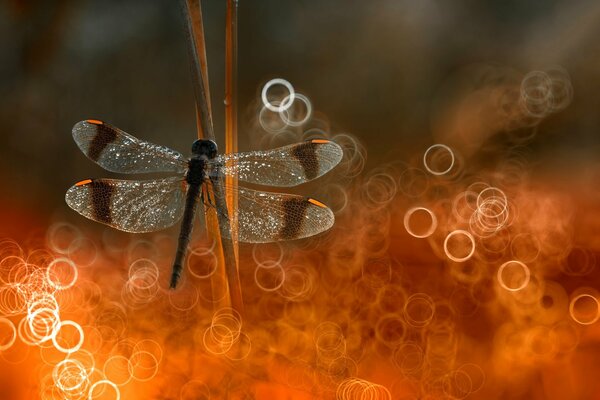 Dragonfly on the grass with bokeh effect