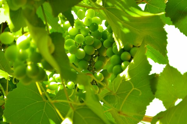 Uvas inmaduras en hojas verdes