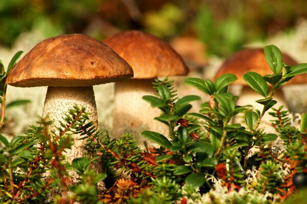 Funghi nella foresta in una radura con erba