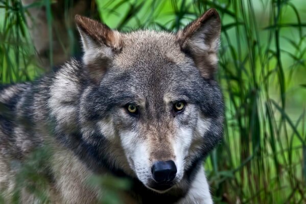 La mirada depredadora del lobo en la naturaleza