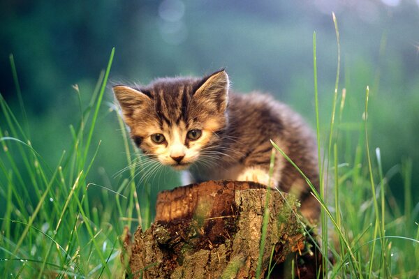 A kitten hiding in the greenery on a stump