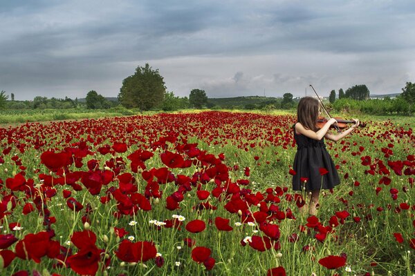 Kleines Mädchen spielt Cello in der Nähe von Mohnblumen