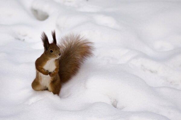 Fluffy red squirrel on fluffy white snow