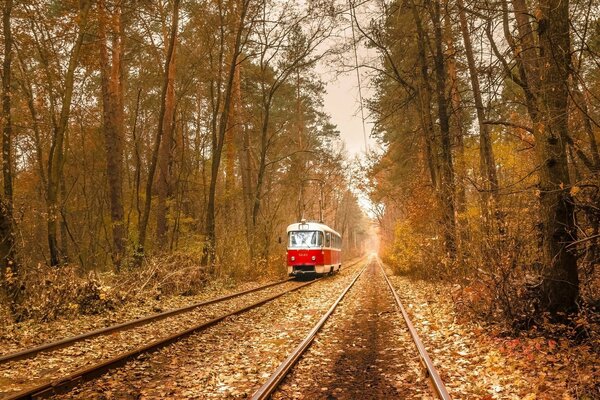 Marche sur les rails du tramway dans la forêt d automne