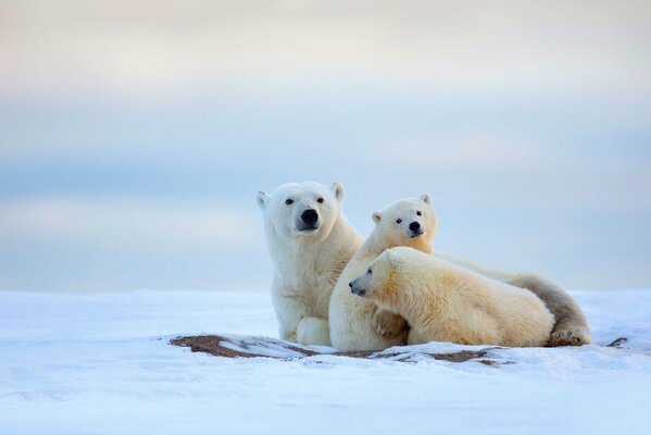 Oso polar descansa con cachorros en la nieve