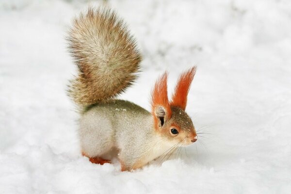 A nimble fluffy-tailed squirrel on white snow