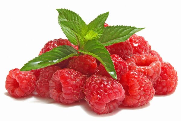 Himbeeren mit Minzblättern. Beere-Himbeere