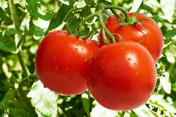 Juicy ripe tomatoes on a branch