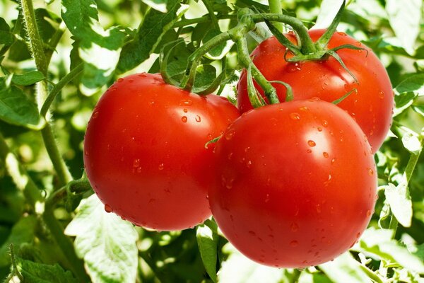 Tomates mûres juteuses sur une branche