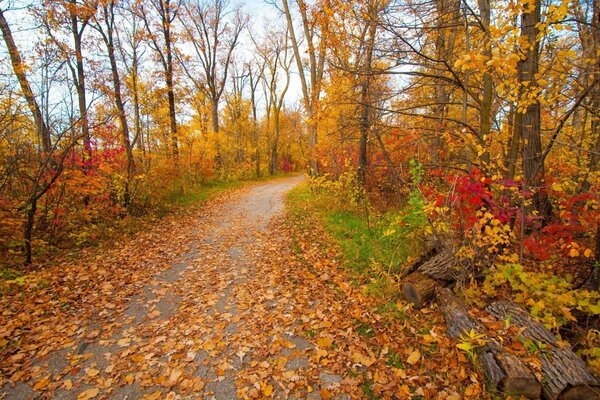 Die Bäume sind gelb geworden und die Blätter trauern, der Herbst ist gekommen