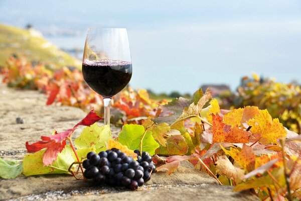 Ein Glas Rotwein unter den Herbstblättern