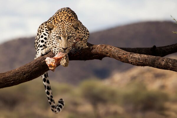 Wildtiere, auf einem Leopardenzweig