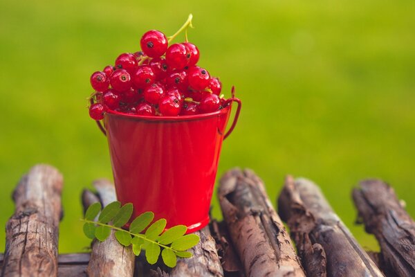 Red currants in a tiny red bucket