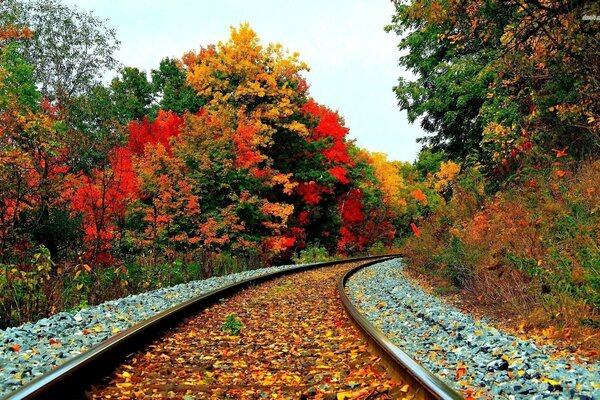 Осенняя железная дорога в лесу